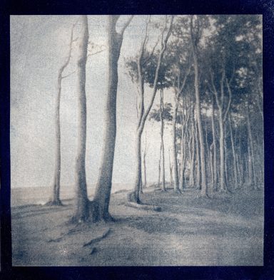 Küstenwald